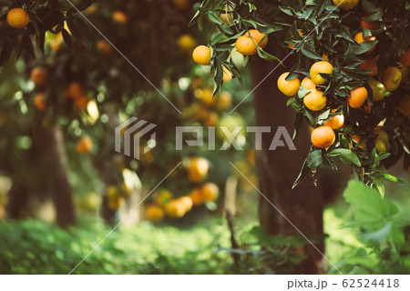 Tangerine sunny garden 62524418