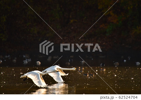 大池白鳥 大池白鳥 62524704