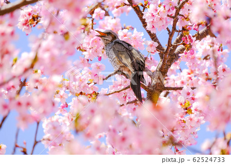 ヒヨドリとカワヅザクラ ヒヨドリとカワヅザクラ 62524733