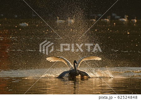 大池白鳥 大池白鳥 62524848
