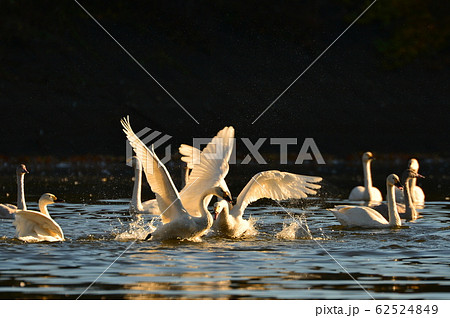 大池白鳥 62524849