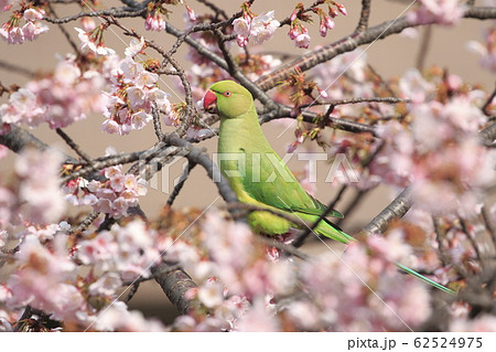 桜の花を食べる野生のワカケホンセイインコのメス　 62524975