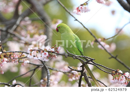 桜の花を食べる野生のワカケホンセイインコのメス　 62524979
