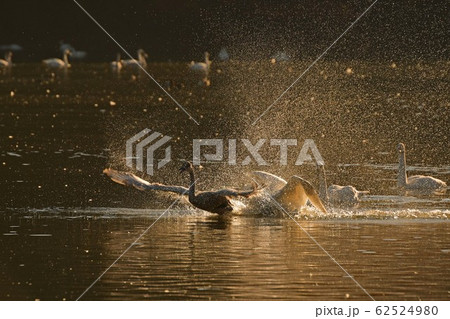 大池白鳥 62524980