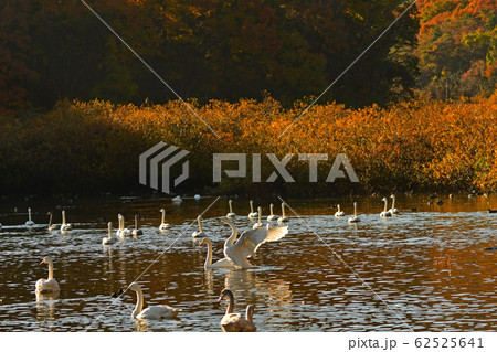 大池白鳥 62525641