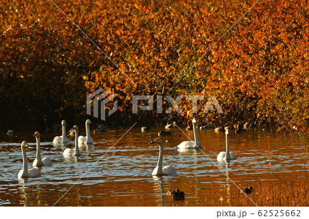 大池白鳥 62525662