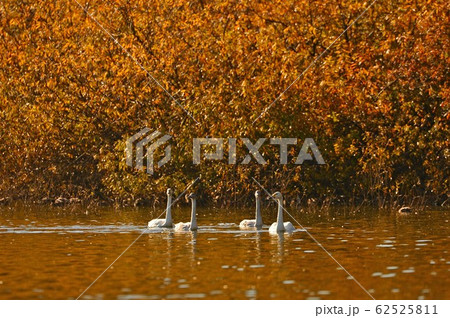 大池白鳥 62525811