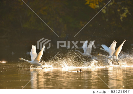 大池白鳥 62525847