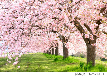 千曲川堤防・八重桜の並木 62526181