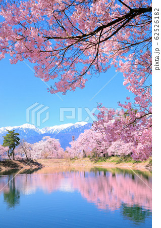 六道の堤の桜と南アルプス 六道の堤の桜と南アルプス 62526182