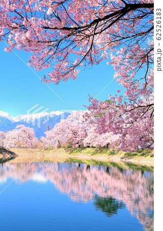 六道の堤の桜と南アルプス 六道の堤の桜と南アルプス 62526183