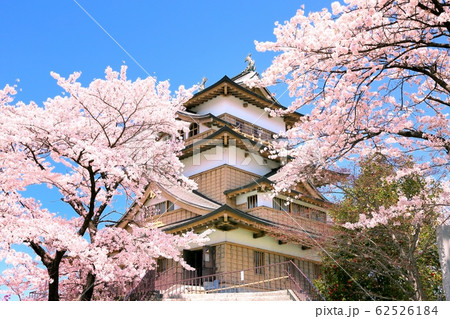 高島城天守閣と桜 高島城天守閣と桜 62526184