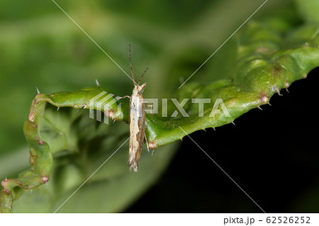 生き物 昆虫 コナガ 幼虫は黄緑色半透明の青虫でキャベツ等アブラナ科作物の重要害虫 農家の敵 の写真素材