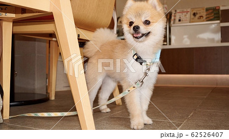 柴犬カットのポメラニアンの写真素材