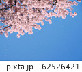 桜 62526421