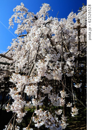 【奈良県】 天理市 青空と桜 【奈良県】 天理市 青空と桜 62526528