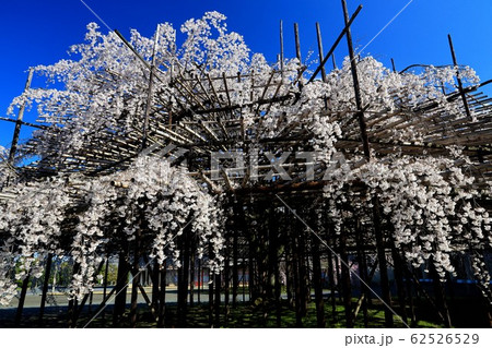 【奈良県】 天理市 青空と桜 【奈良県】 天理市 青空と桜 62526529