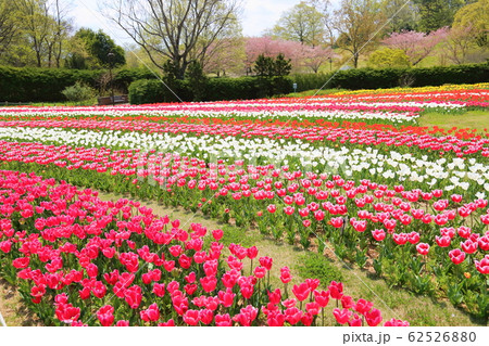 チューリップの花 62526880