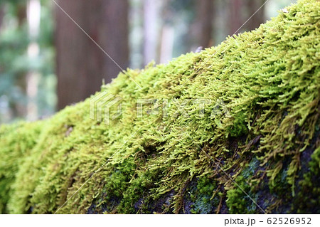 苔のアップ 62526952