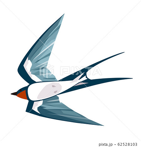 ツバメ ツバメ 62528103