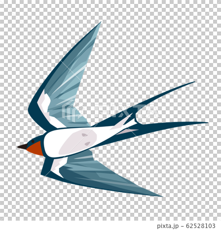 ツバメ ツバメ 62528103