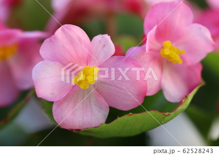 ベゴニアセンパーフローレンスのピンクの花 ベゴニアセンパーフローレンスのピンクの花 62528243