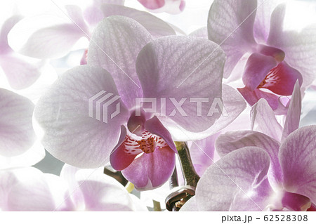 胡蝶蘭の花芯 62528308