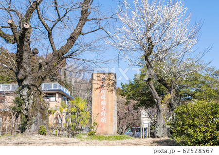 東京都 八王子市 高尾梅郷 関所梅林 東京都 八王子市 高尾梅郷 関所梅林 62528567