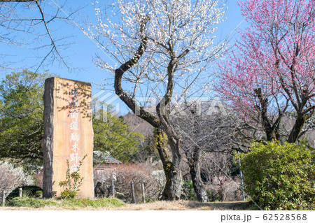 東京都 八王子市 高尾梅郷 関所梅林 東京都 八王子市 高尾梅郷 関所梅林 62528568