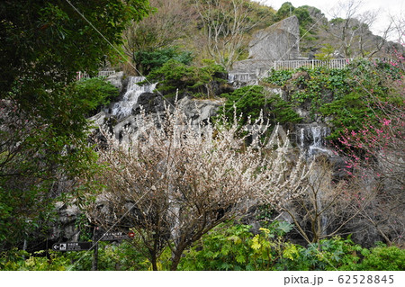2月　熱海53梅見の滝と梅林･熱海梅園 62528845