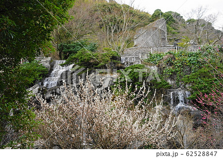 2月　熱海51梅見の滝と梅林･熱海梅園 62528847