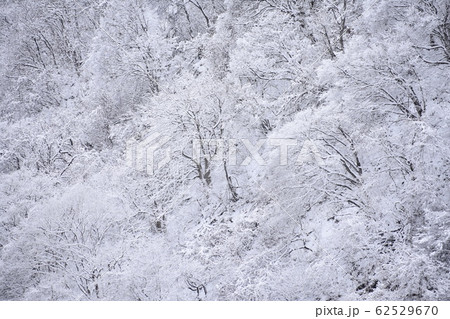 雪景色 雪景色 62529670