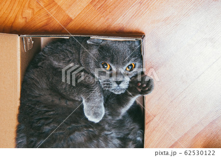 Grey Scottish fold cat sitting in blue box. Cats are usually very curious and climb into boxes. Copyspace for your text 62530122