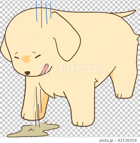 Golden retriever puppy (vomiting) 62530359