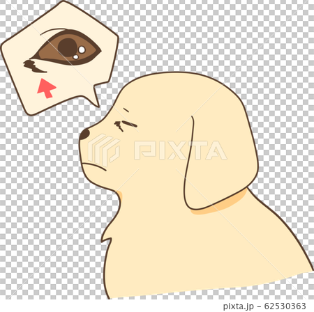 ゴールデンレトリバーの子犬(目やに) ゴールデンレトリバーの子犬(目やに) 62530363