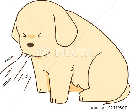 ゴールデンレトリバーの子犬 くしゃみ のイラスト素材