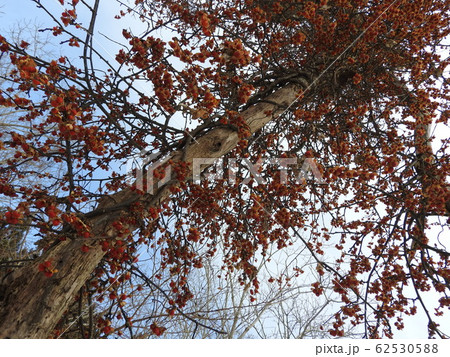 ツルウメモドキ 62530588