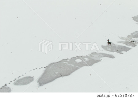 A lone duck walks across a frozen pond and leaves footprints. The concept of loneliness and abandonment 62530737