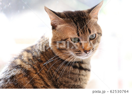 窓際に座るネコ 62530764