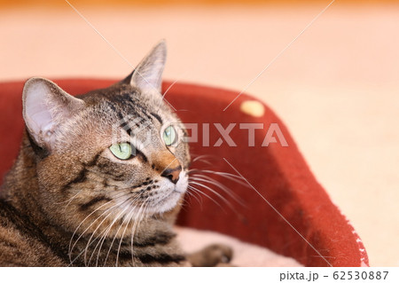 猫ベットのネコ 62530887
