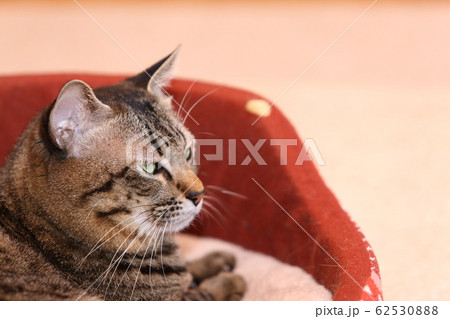 猫ベットのネコ 猫ベットのネコ 62530888
