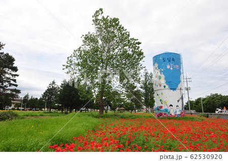 公園 昔 ケシ 62530920