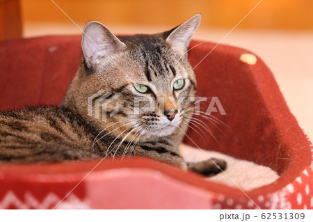 猫ベットのネコ 猫ベットのネコ 62531309