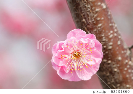 春を告げる紅梅の花 梅の木と花の写真素材