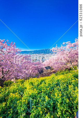 松田山　満開の河津桜 62531986