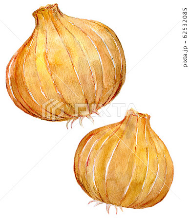 水彩イラスト　食品　食べ物 62532085