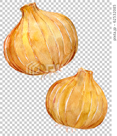 水彩イラスト　食品　食べ物 62532085