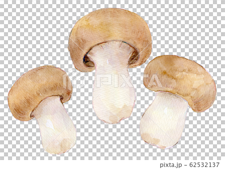 水彩插圖食品食品姬路 水彩插圖食品食品姬路 62532137