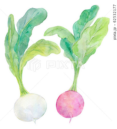 水彩イラスト 食品 食べ物 かぶのイラスト素材 水彩イラスト 食品 食べ物 かぶのイラスト素材