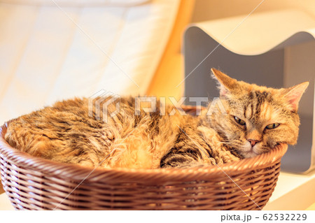 かご猫 かご猫 62532229